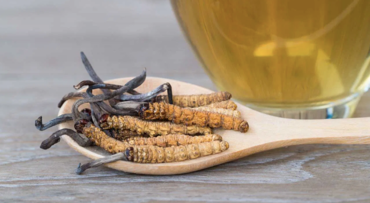 Cordyceps